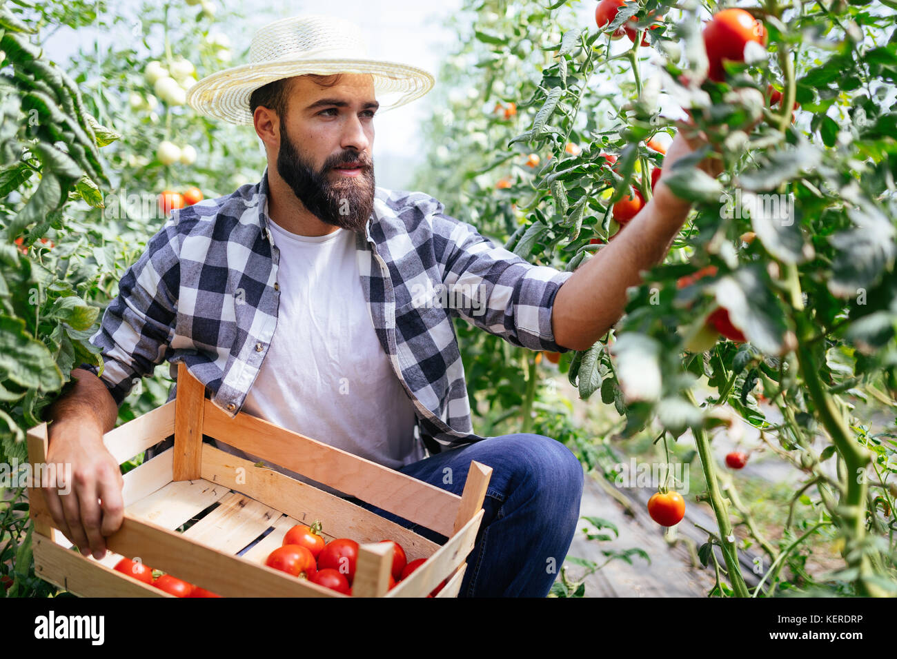 Male farmer picking fresh tomatoes from his hothouse garden Stock Photo ...