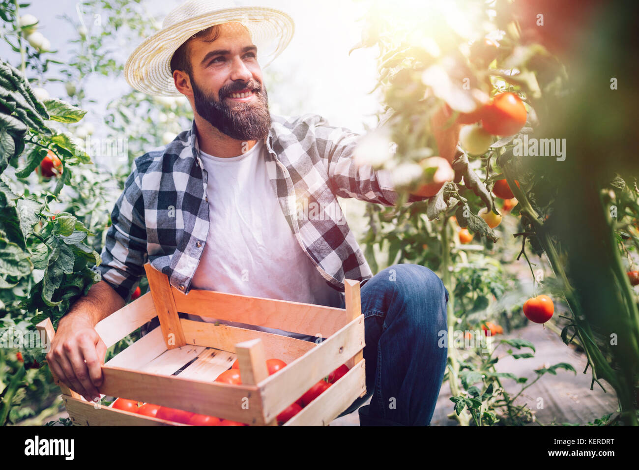 Male farmer picking fresh tomatoes from his hothouse garden Stock Photo ...