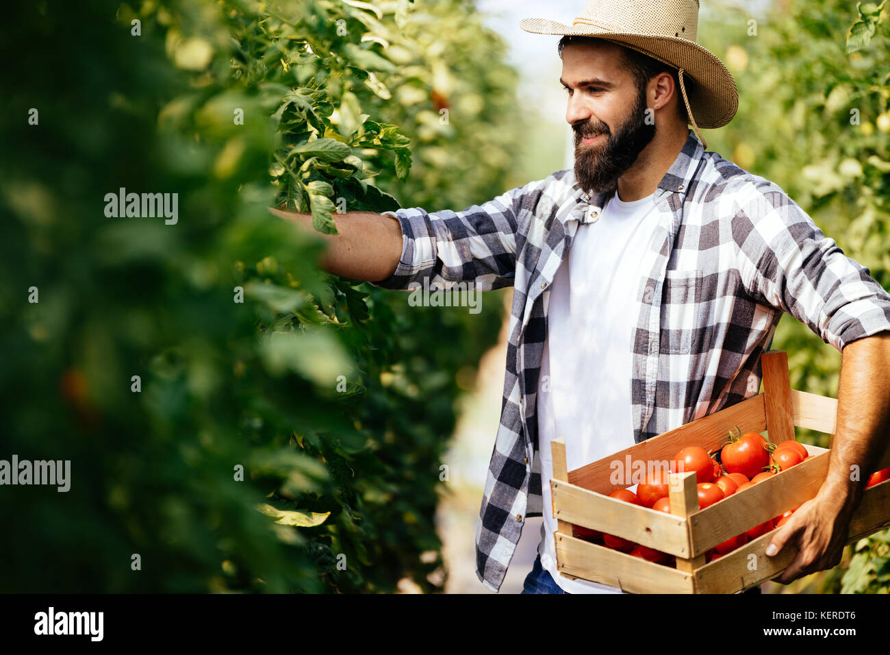 Male farmer picking fresh tomatoes from his hothouse garden Stock Photo ...