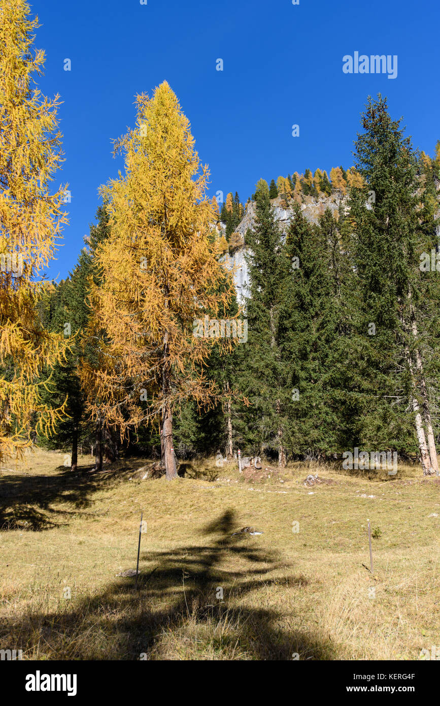 Dolomites. Wonder in the larch forest. Autumn Stock Photo - Alamy