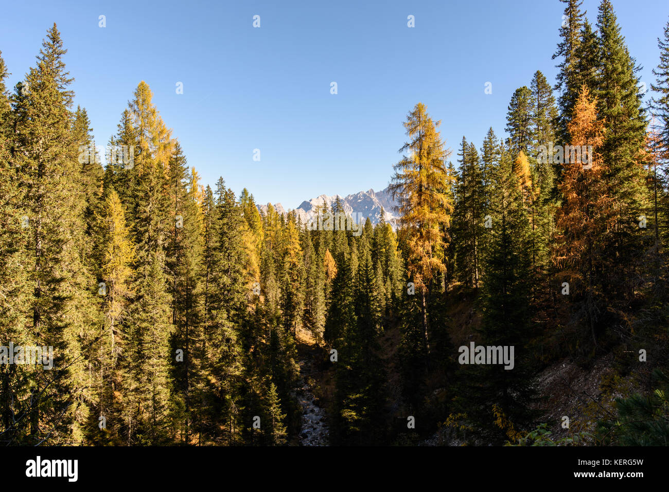 Dolomites. Wonder in the larch forest. Autumn Stock Photo - Alamy