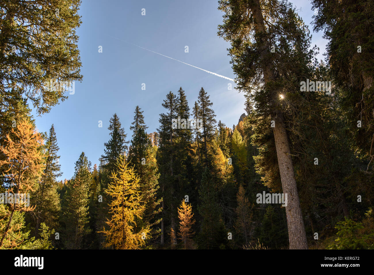 Dolomites. Wonder in the larch forest. Autumn Stock Photo - Alamy