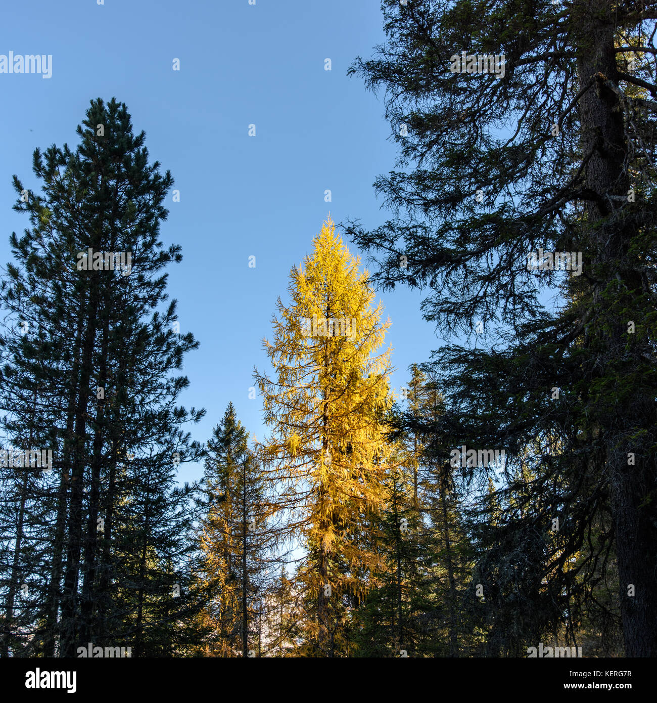 Dolomites. Wonder in the larch forest. Autumn Stock Photo - Alamy