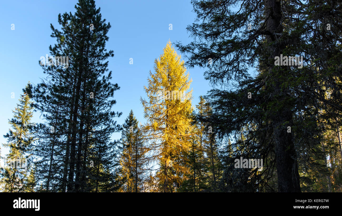 Dolomites. Wonder in the larch forest. Autumn Stock Photo - Alamy