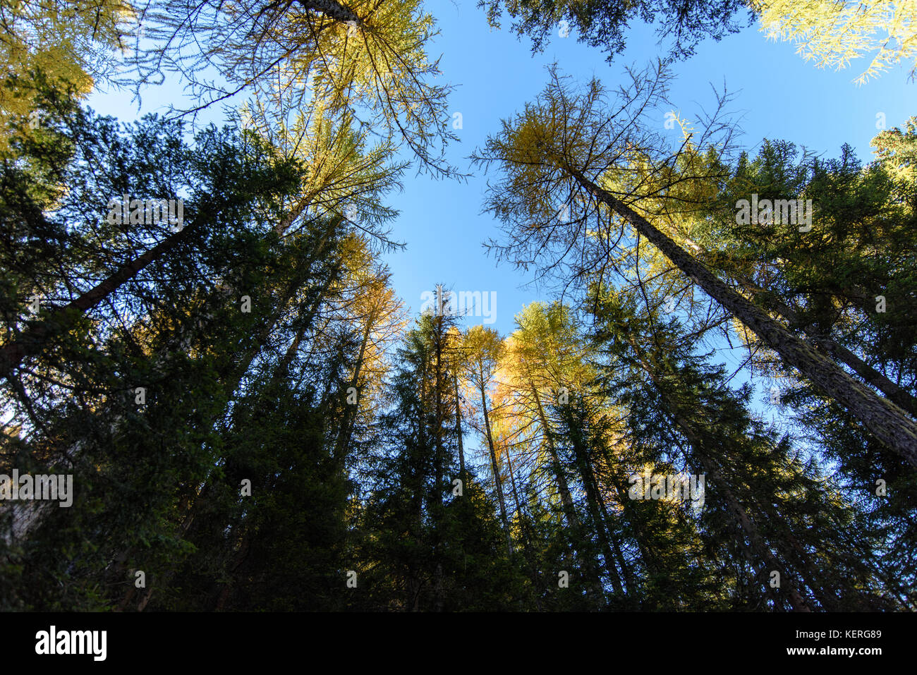 Dolomites. Wonder in the larch forest. Autumn Stock Photo - Alamy