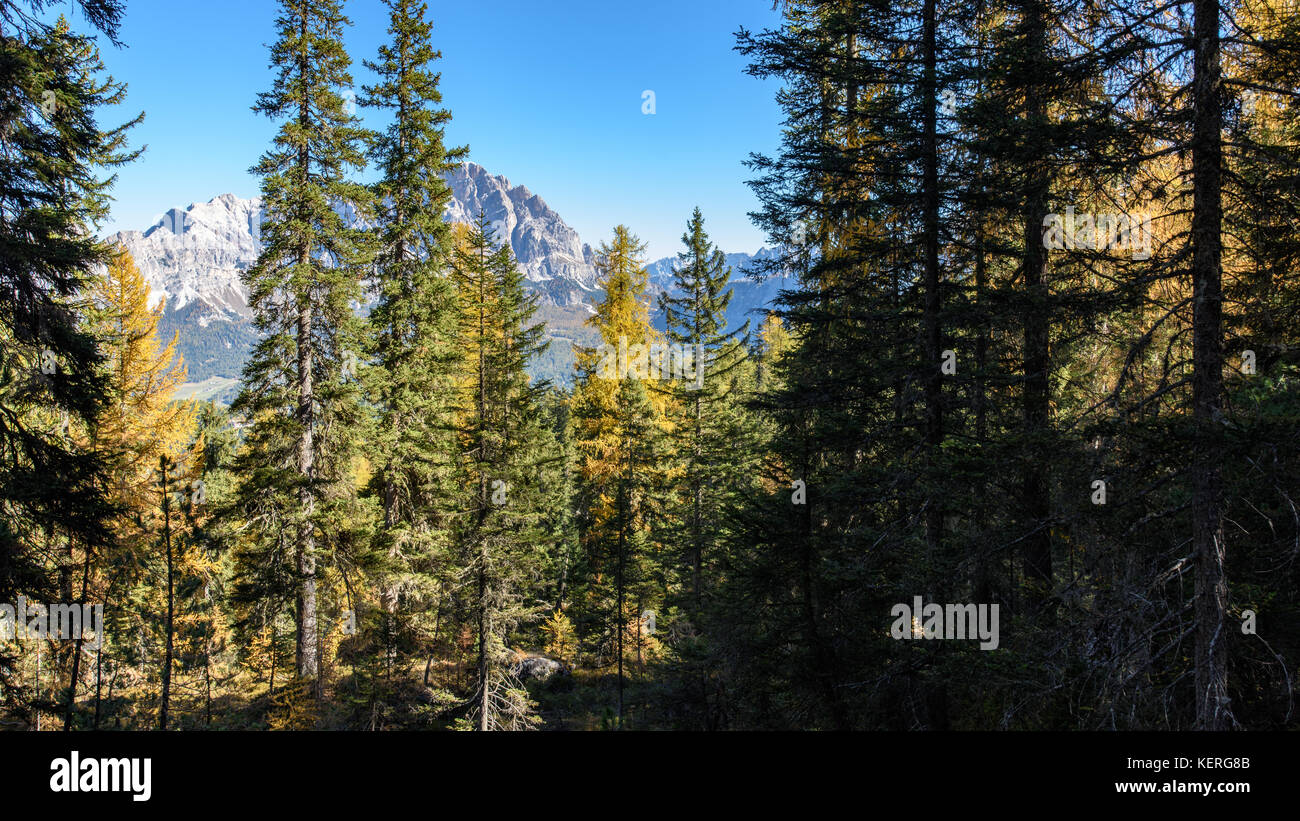 Dolomites. Wonder in the larch forest. Autumn Stock Photo - Alamy