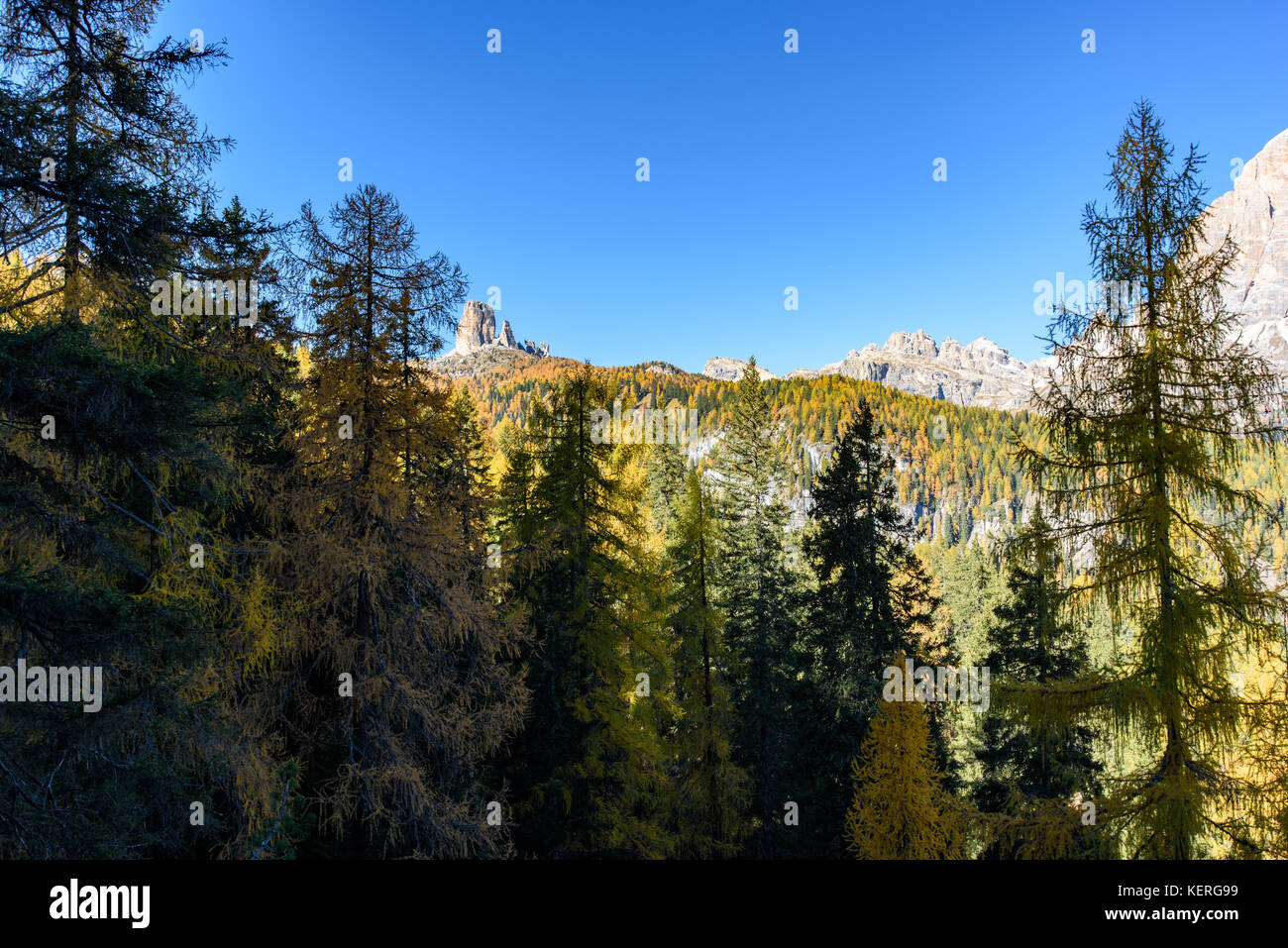 Dolomites. Wonder in the larch forest. Autumn Stock Photo - Alamy