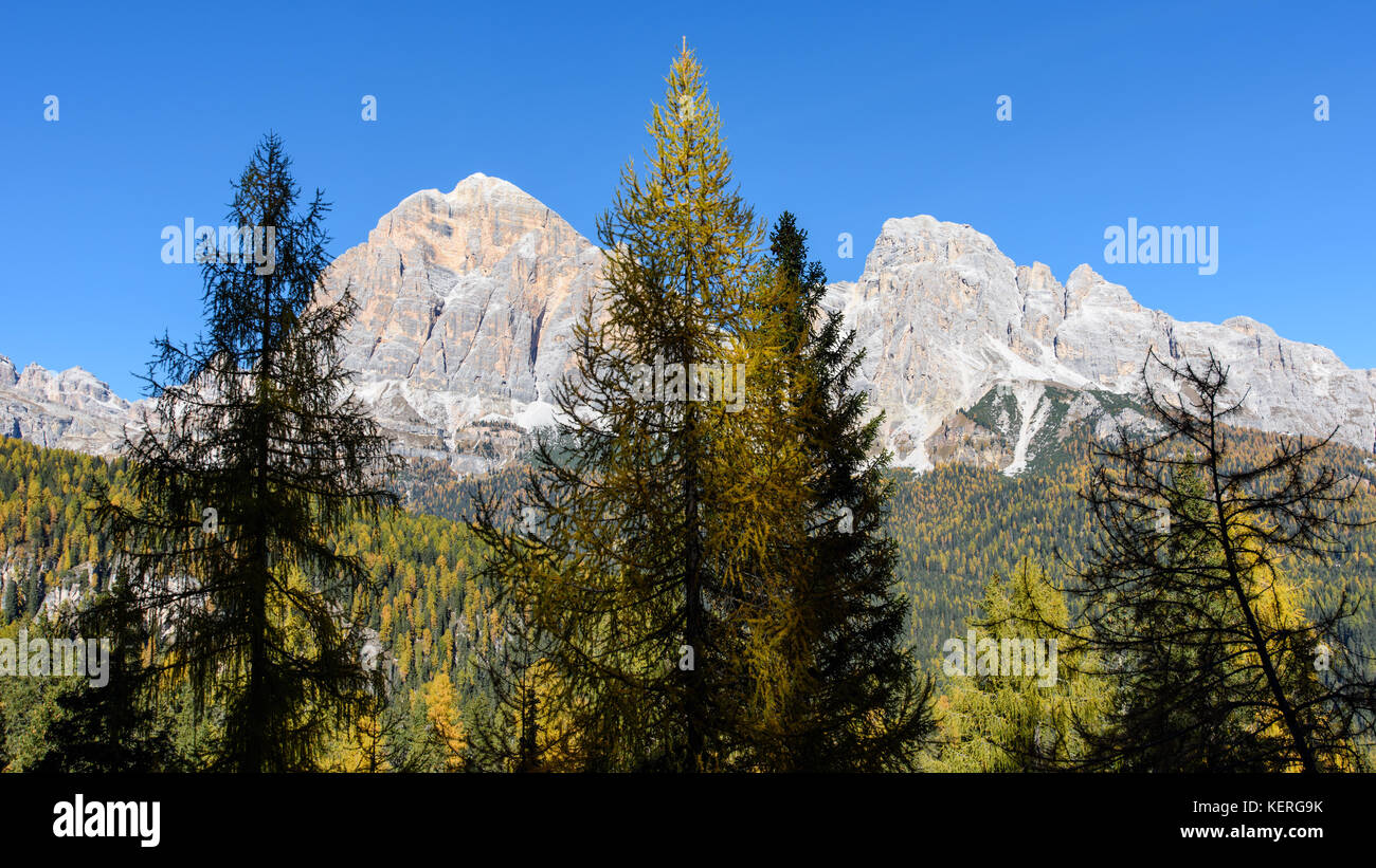 Dolomites. Wonder in the larch forest. Autumn Stock Photo - Alamy