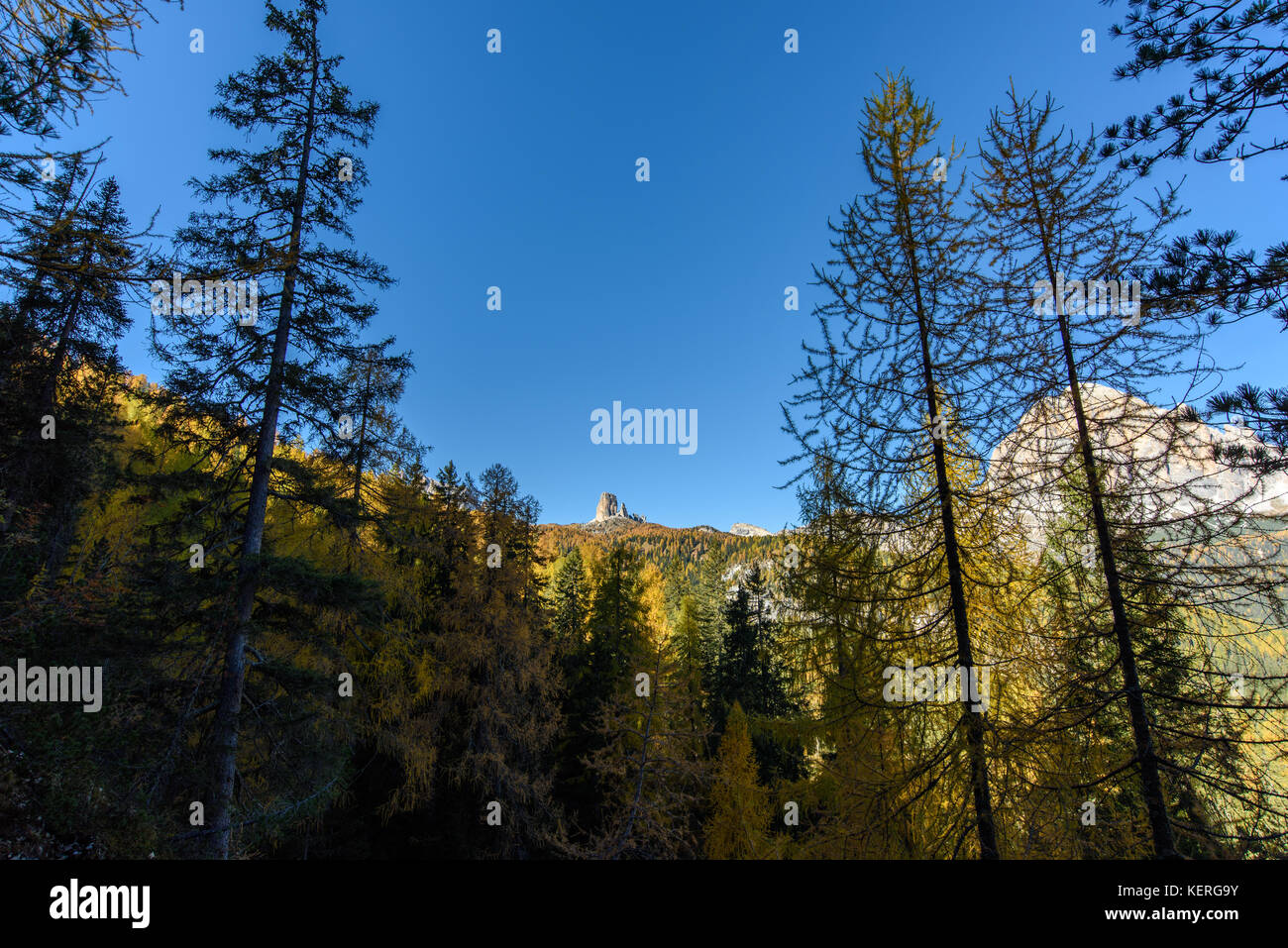 Dolomites. Wonder in the larch forest. Autumn Stock Photo - Alamy