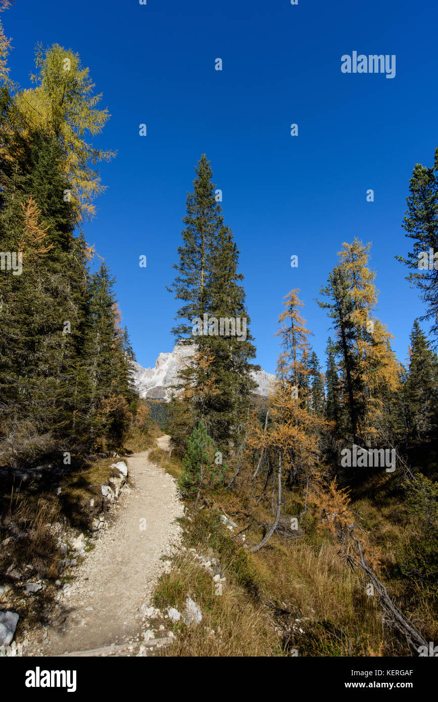 Dolomites. Wonder in the larch forest. Autumn Stock Photo - Alamy