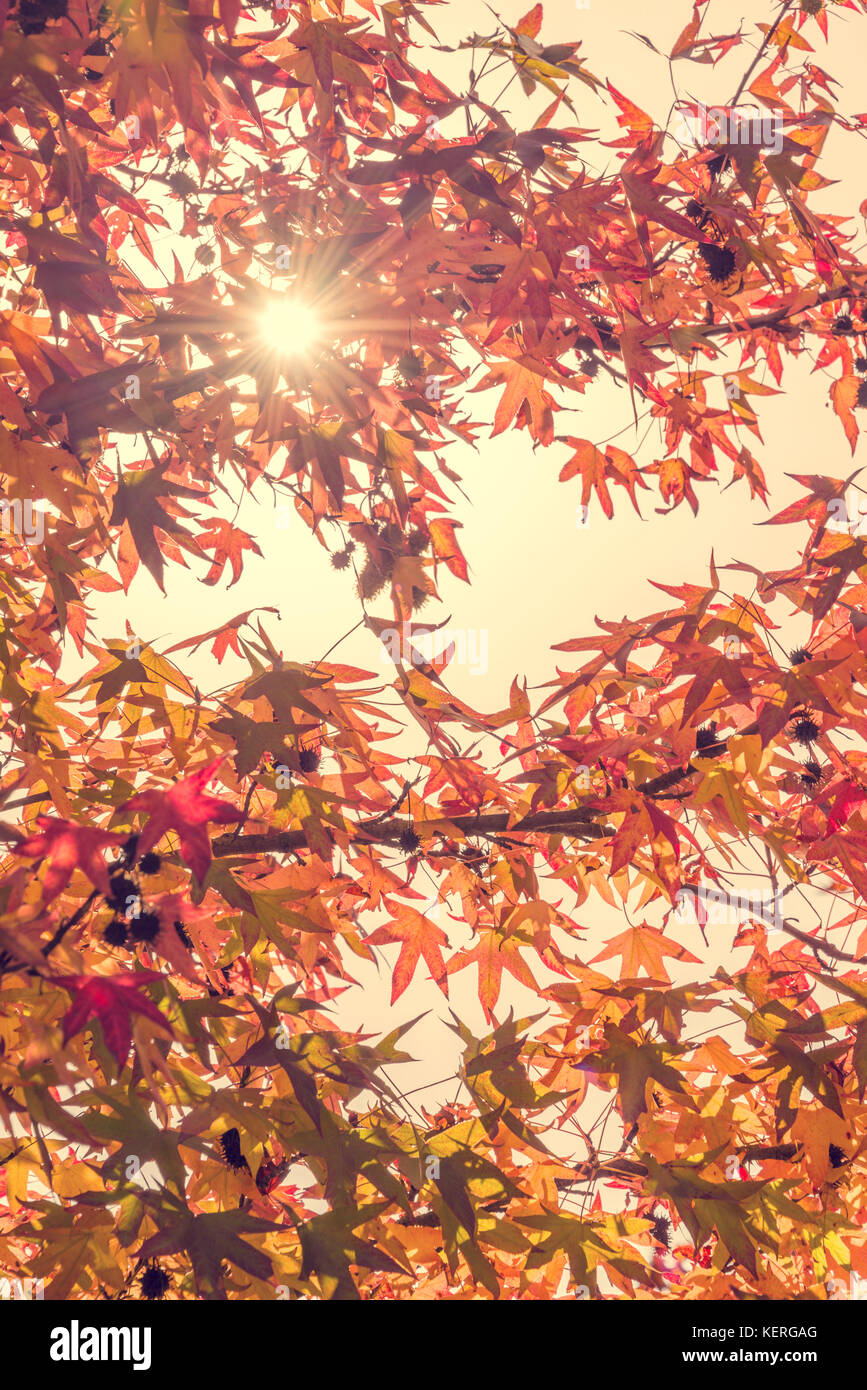 Autumn maple leaves with sunbeam, looking up in a forest in autumn, vintage process Stock Photo