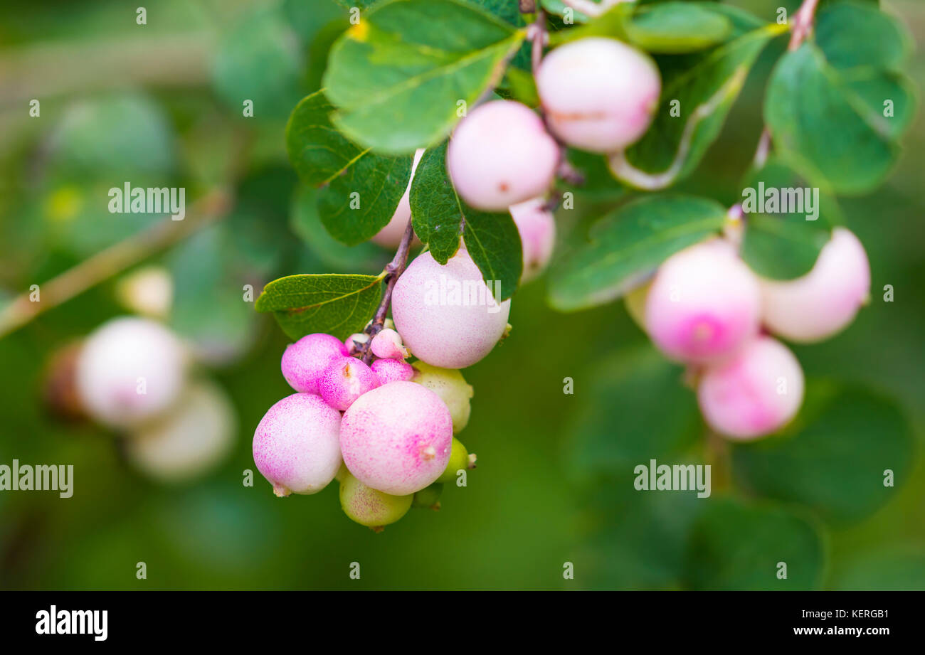 Symphoricarpos albus (Common Snowberry) plant with pink berries growing in late Summer in West Sussex, England, UK. Stock Photo