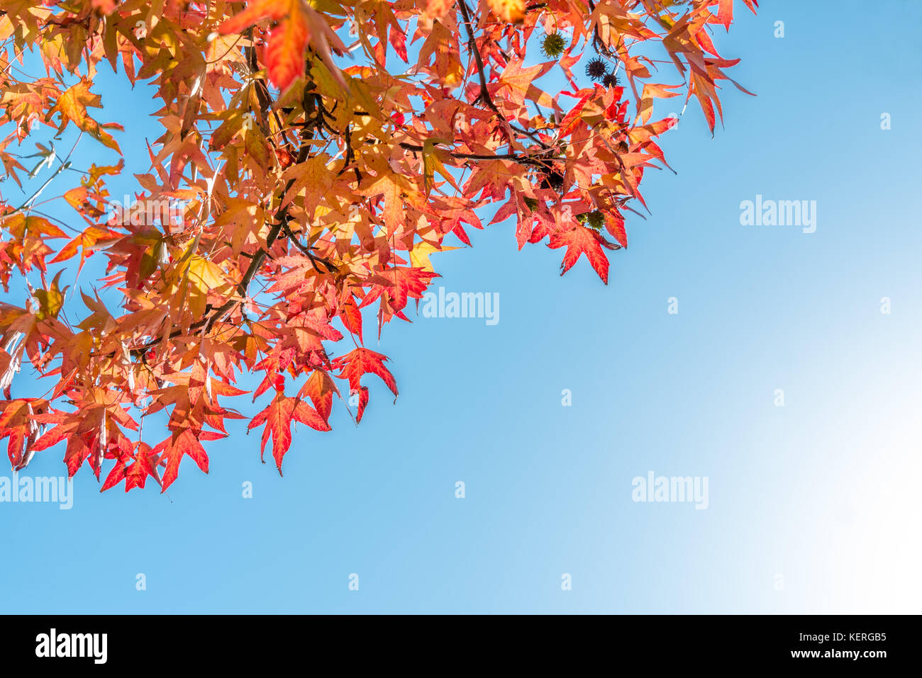 Autumn maple leaves and blue sky with copy space, autumnal background Stock Photo