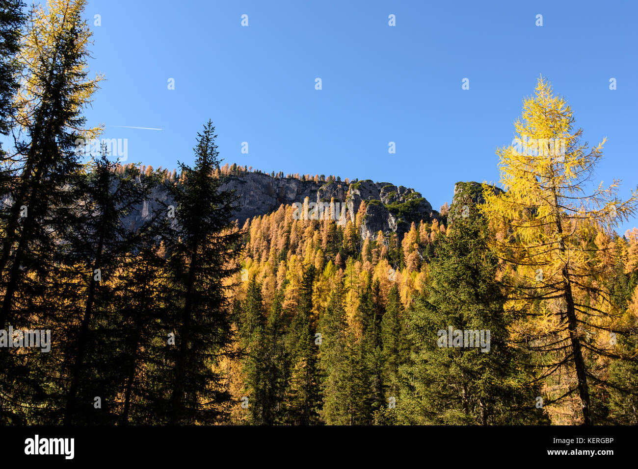 Dolomites. Wonder in the larch forest. Autumn Stock Photo - Alamy