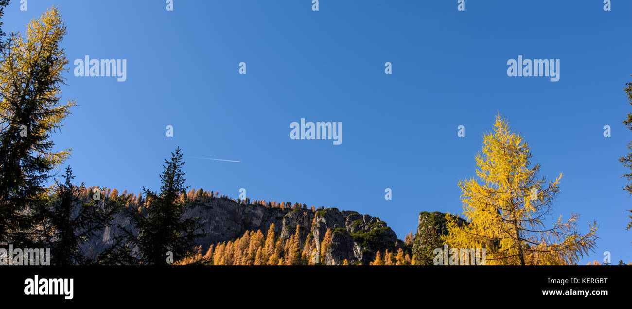 Dolomites. Wonder in the larch forest. Autumn Stock Photo - Alamy