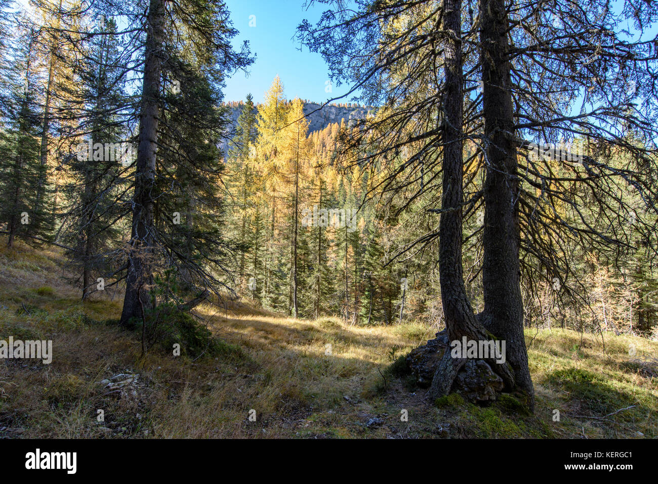 Dolomites. Wonder in the larch forest. Autumn Stock Photo - Alamy