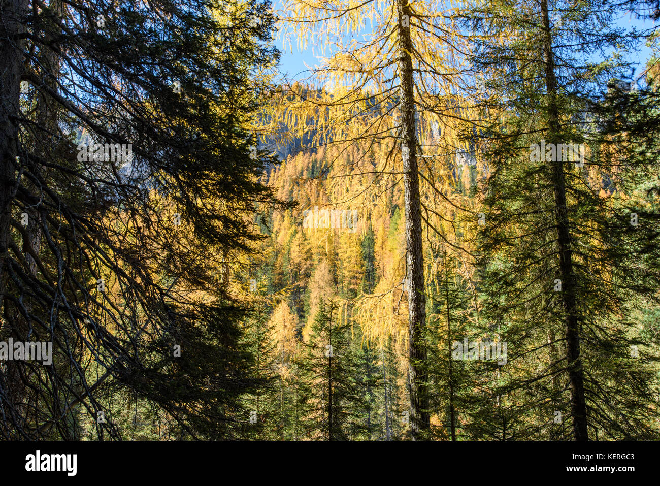Dolomites. Wonder in the larch forest. Autumn Stock Photo - Alamy