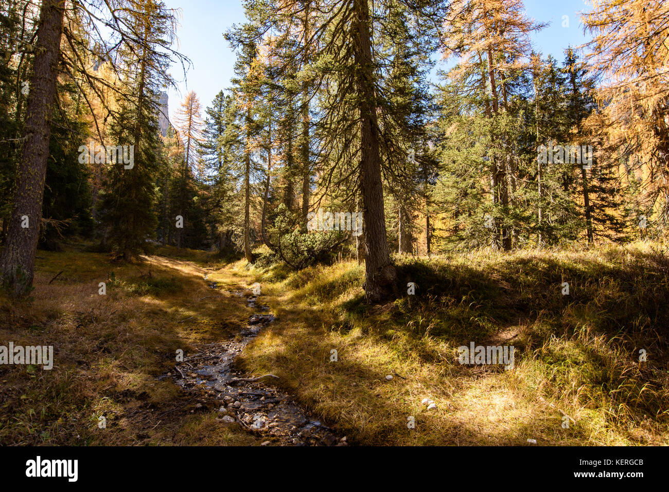 Dolomites. Wonder in the larch forest. Autumn Stock Photo - Alamy