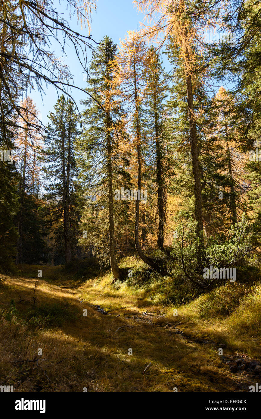 Dolomites. Wonder in the larch forest. Autumn Stock Photo - Alamy