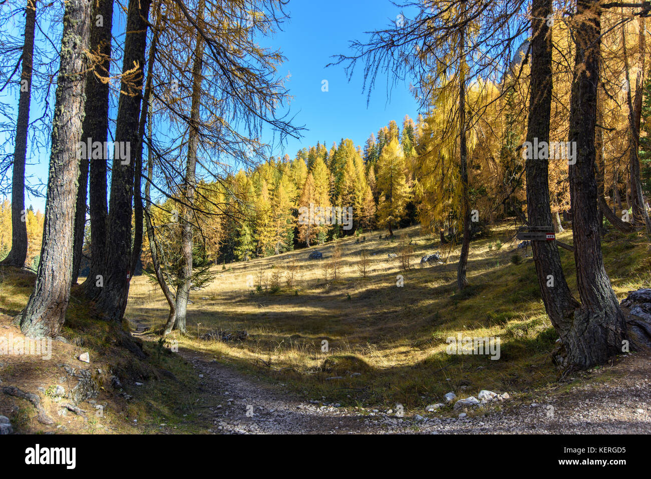Dolomites. Wonder in the larch forest. Autumn Stock Photo - Alamy