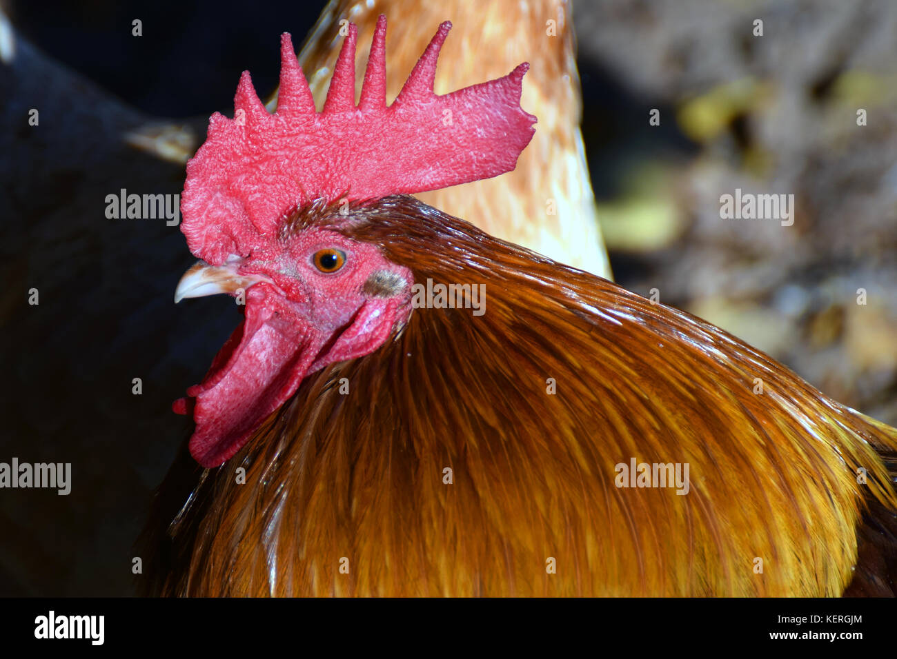 Close up of rooster. Side view horizontal image Stock Photo - Alamy