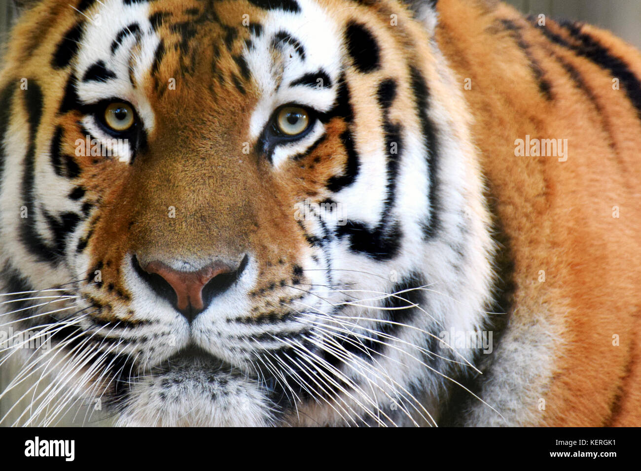 Siberian tiger (Panthera tigris altaica), also called Amur tiger looking intensive at camera. Horizontal close up image. Stock Photo
