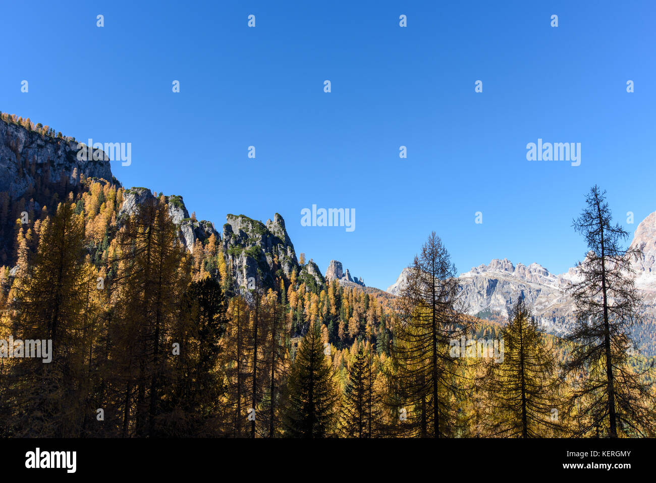 Dolomites. Wonder in the larch forest. Autumn Stock Photo - Alamy