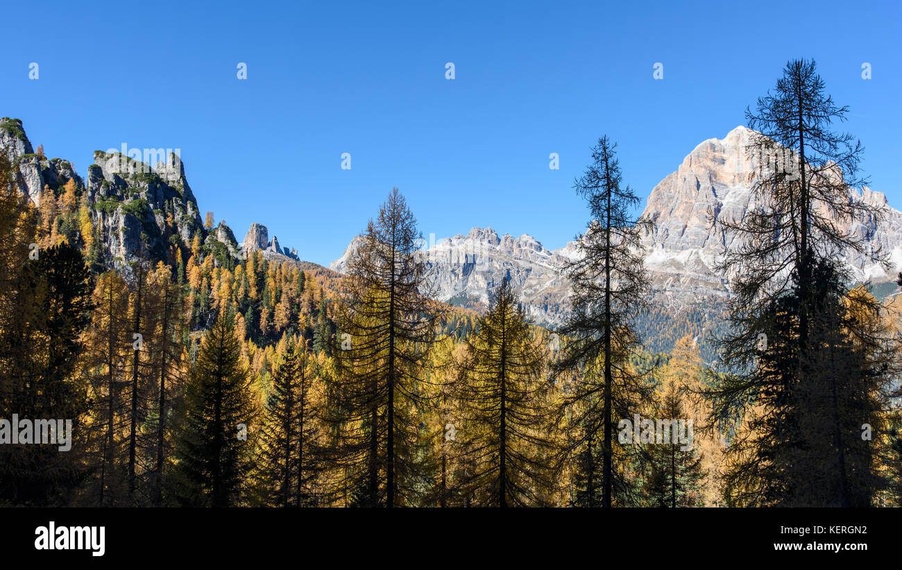 Dolomites. Wonder in the larch forest. Autumn Stock Photo - Alamy