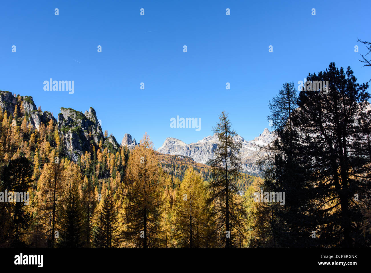 Dolomites. Wonder in the larch forest. Autumn Stock Photo - Alamy