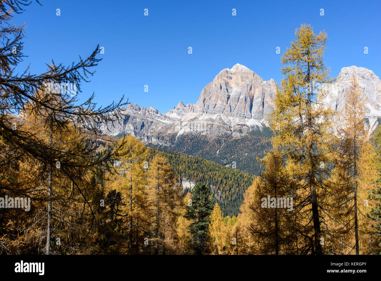 Dolomites. Wonder in the larch forest. Autumn Stock Photo - Alamy