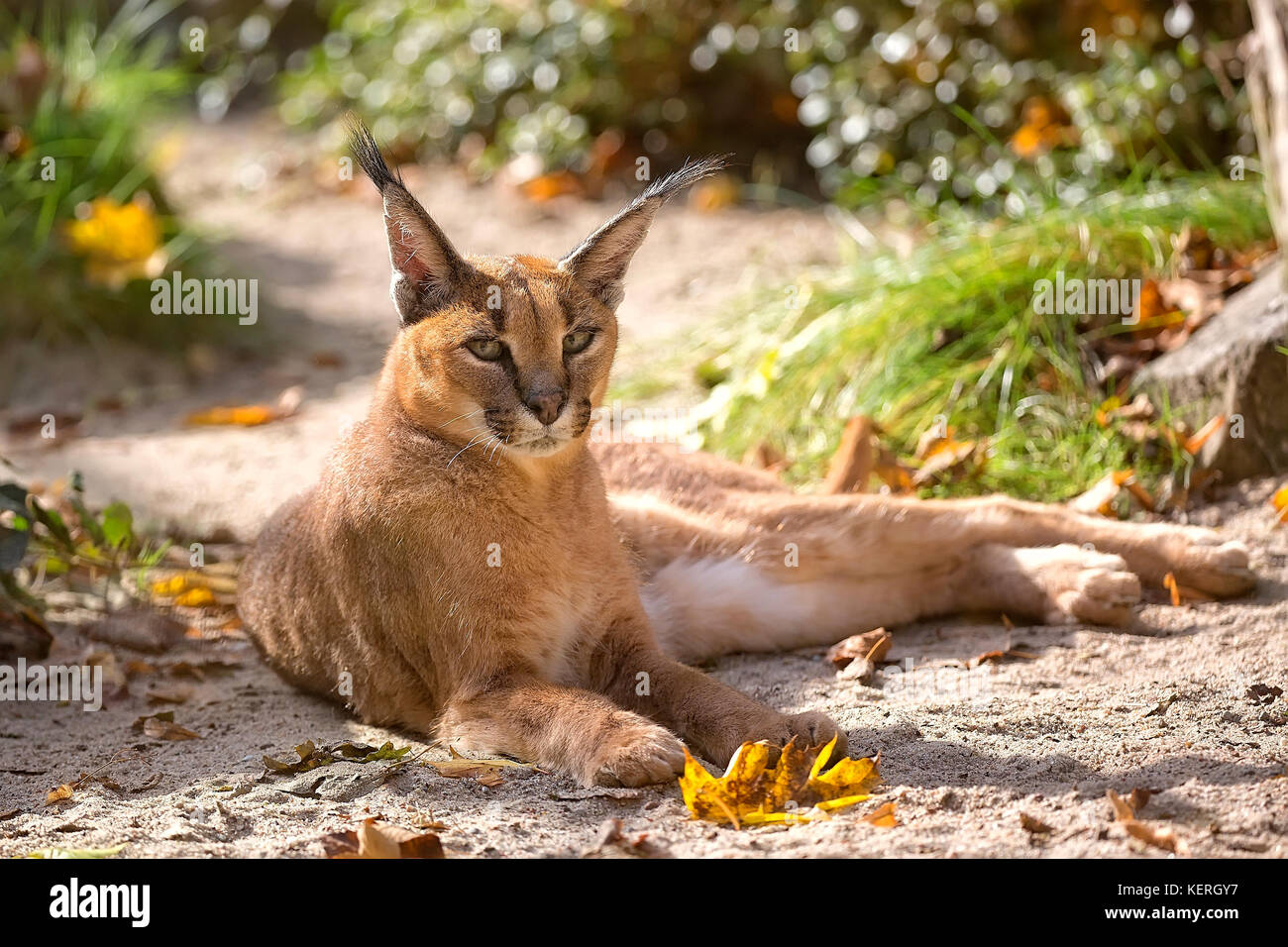 Caracal resting in a clearing Stock Photo