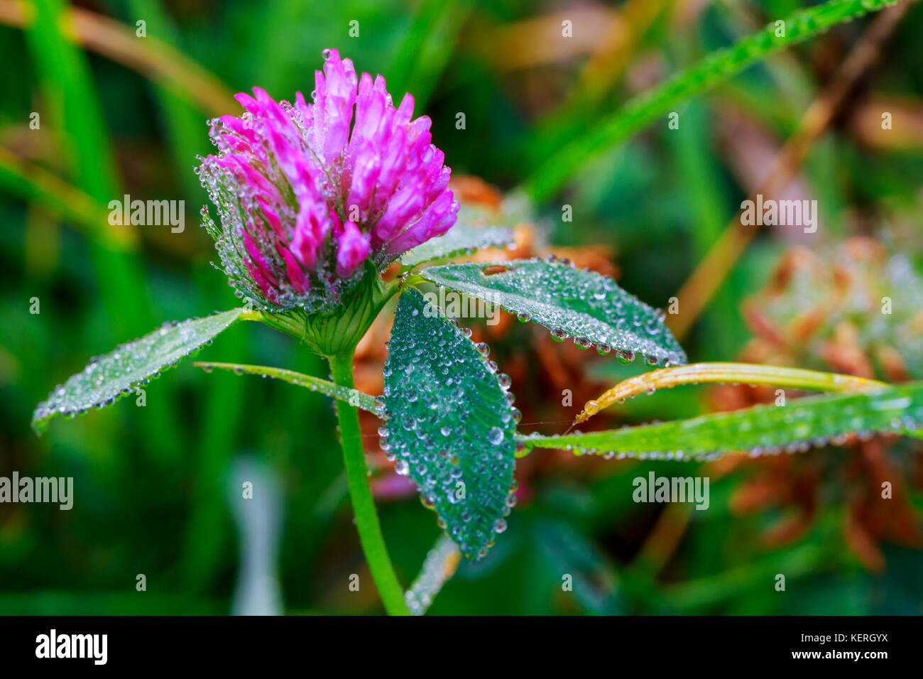 Fresh green grass with dew drops closeup. Nature Background Stock Photo ...