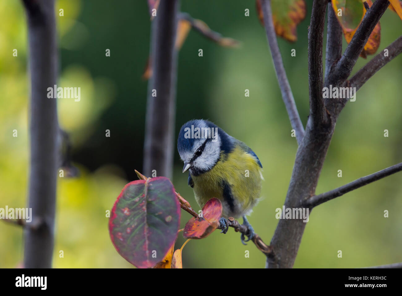 photo of a beautiful little Bluetit on a branch looking for insects. Stock Photo