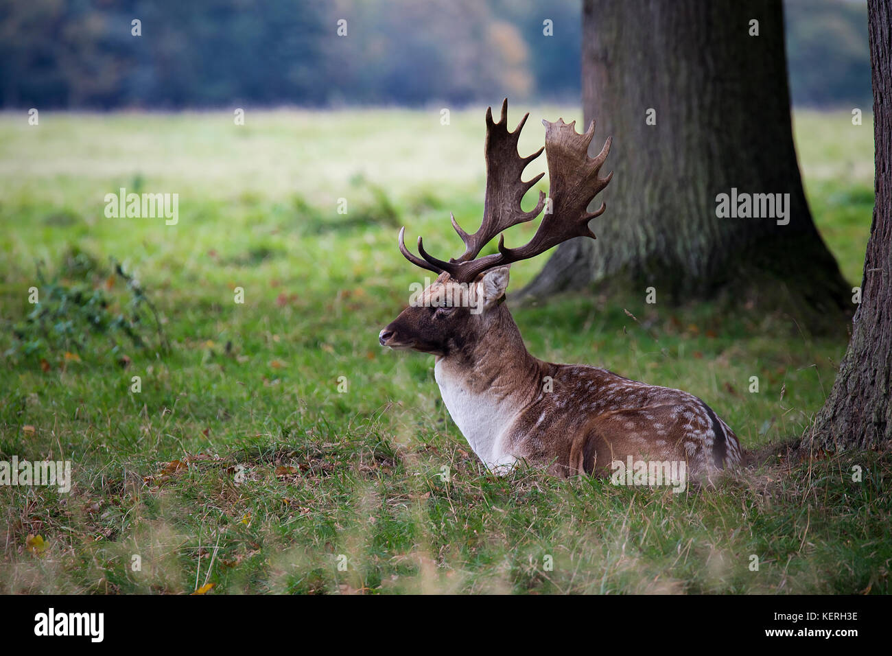 A photo of a Fallow Buck resting beside a tree in the Phoenix Park in Dublin Stock Photo