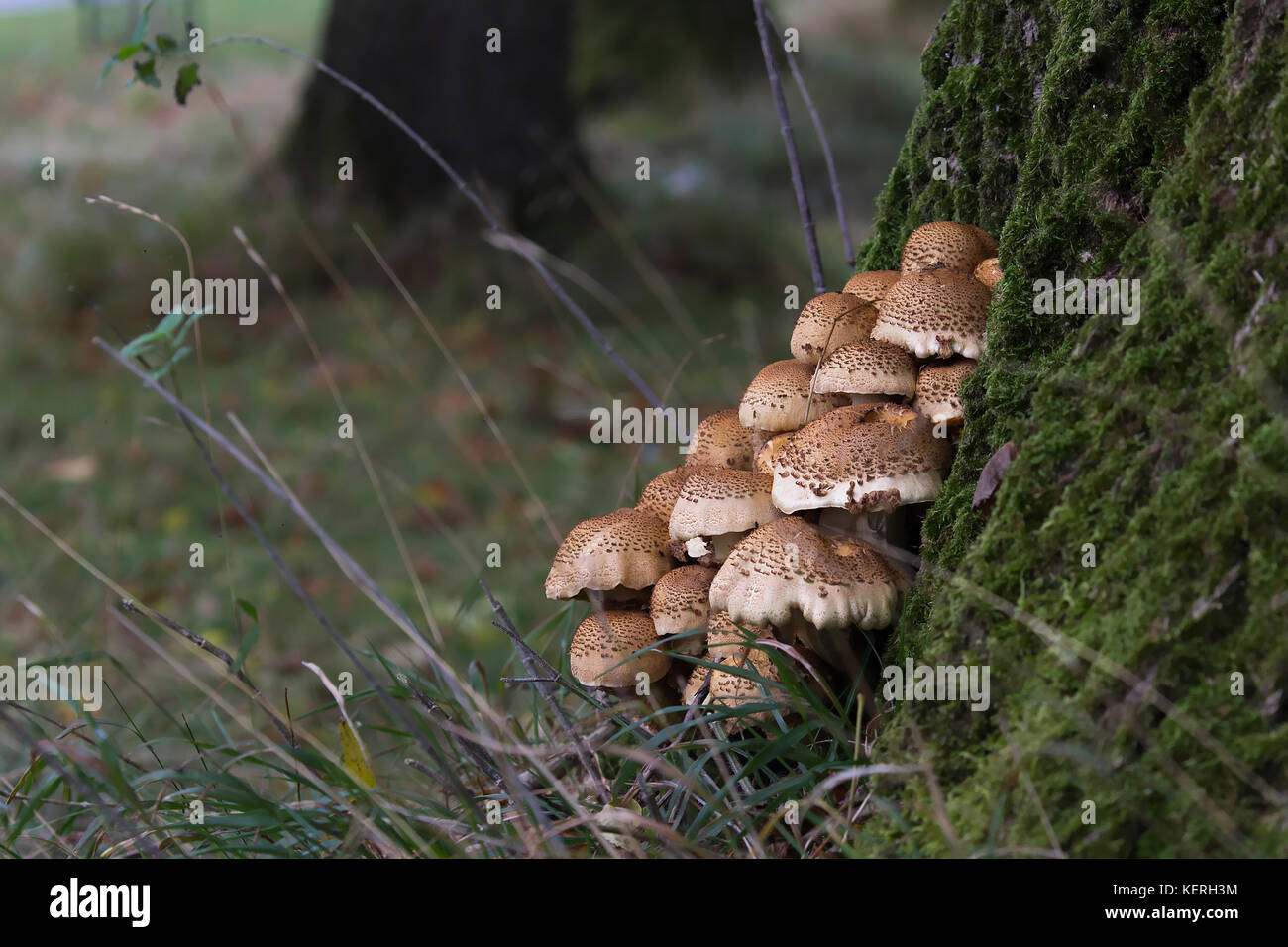 These Mushrooms made a nice composition against the Green Moss on the tree trunk Stock Photo
