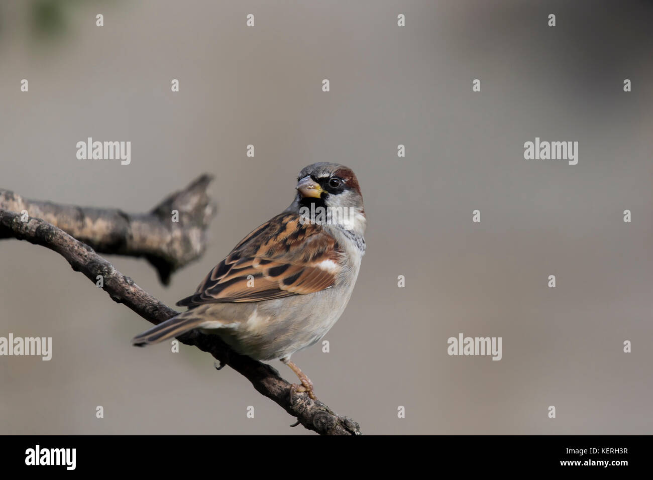 A little sparrow sitting on a Branch looking back at me. Stock Photo
