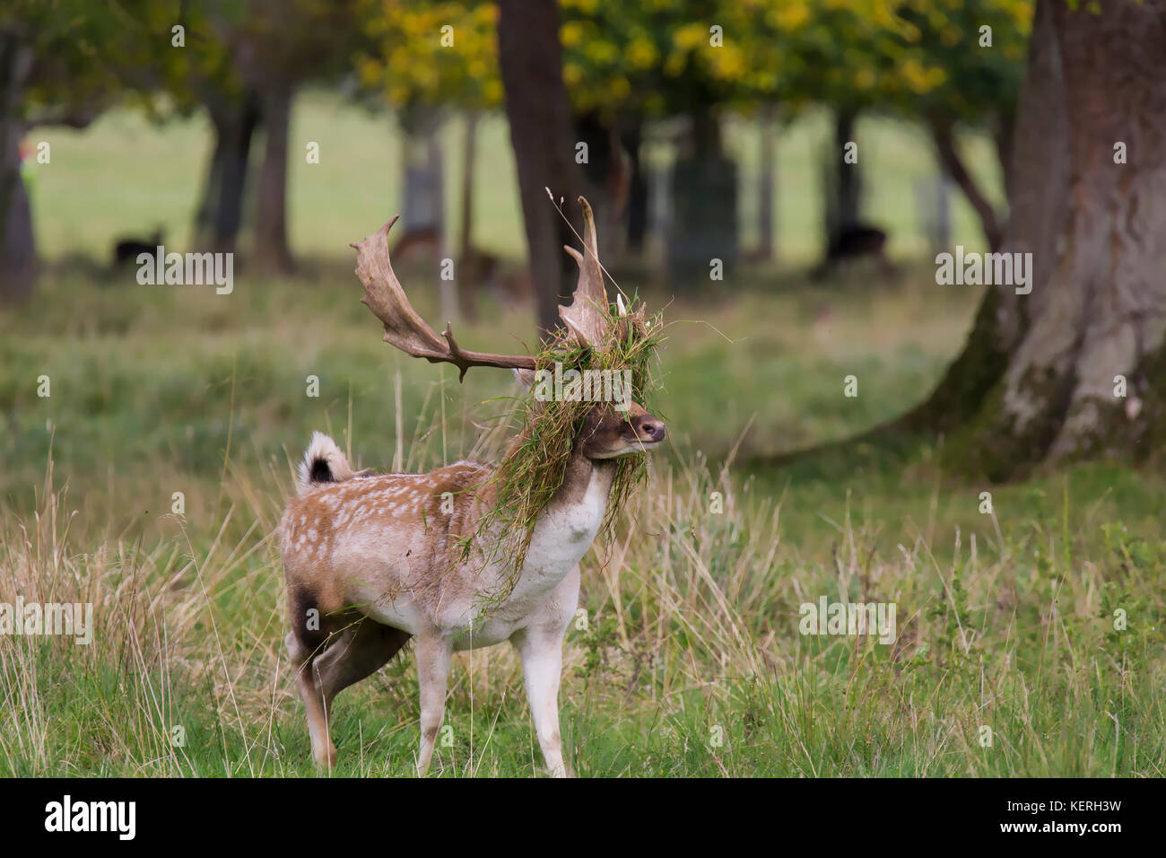 Fallow Bucks Rut Photograph taken in the Phoenix Park Dublin of a Fallow Buck during the ...