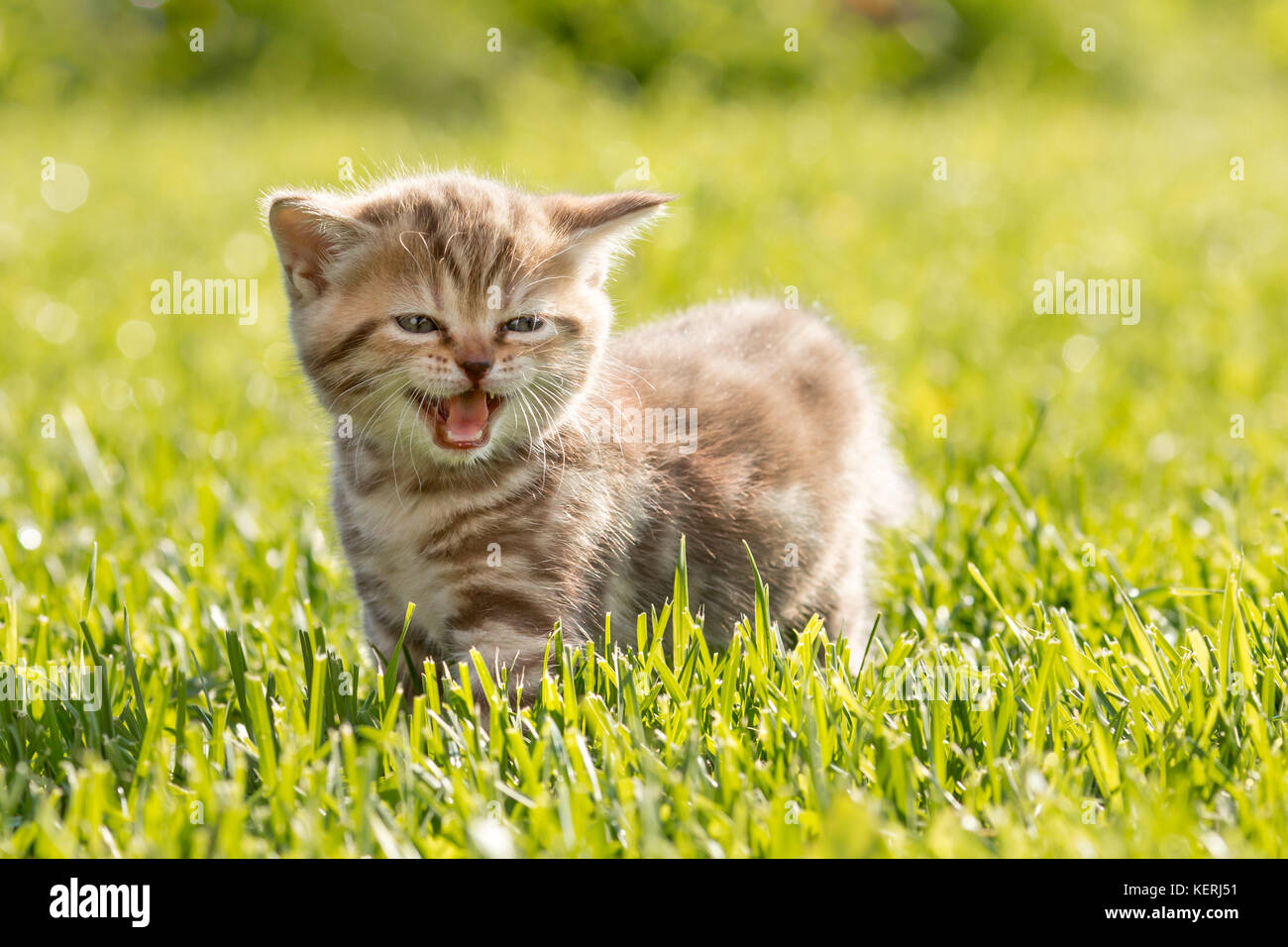 Young cat meowing in grass Stock Photo