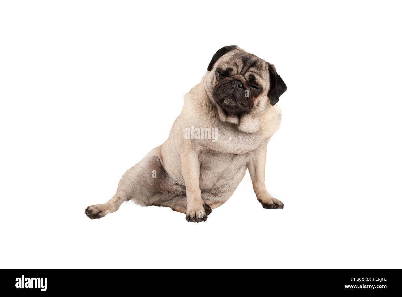 funny cool cocky pug puppy dog, sitting down with funny facial expression, isolated on white background Stock Photo