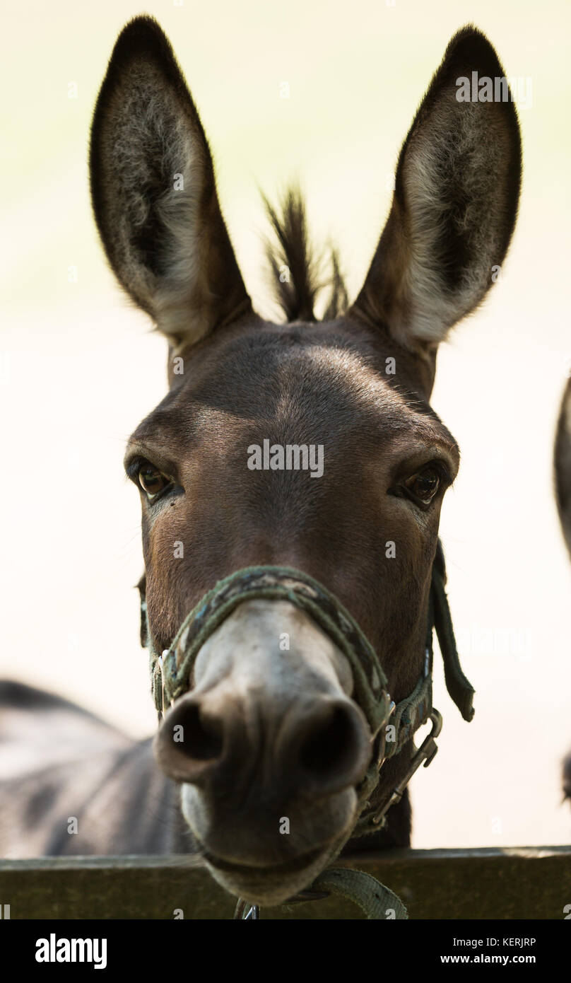 Donkey Head Front