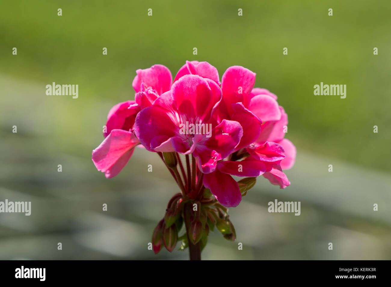 A pink flower on grass Stock Photo