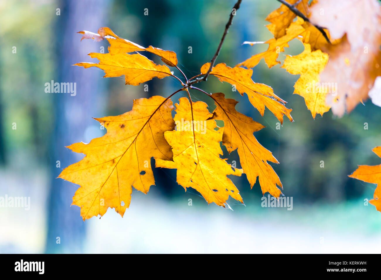 The branch of oak tree with yellow leaves in the autumn Stock Photo - Alamy