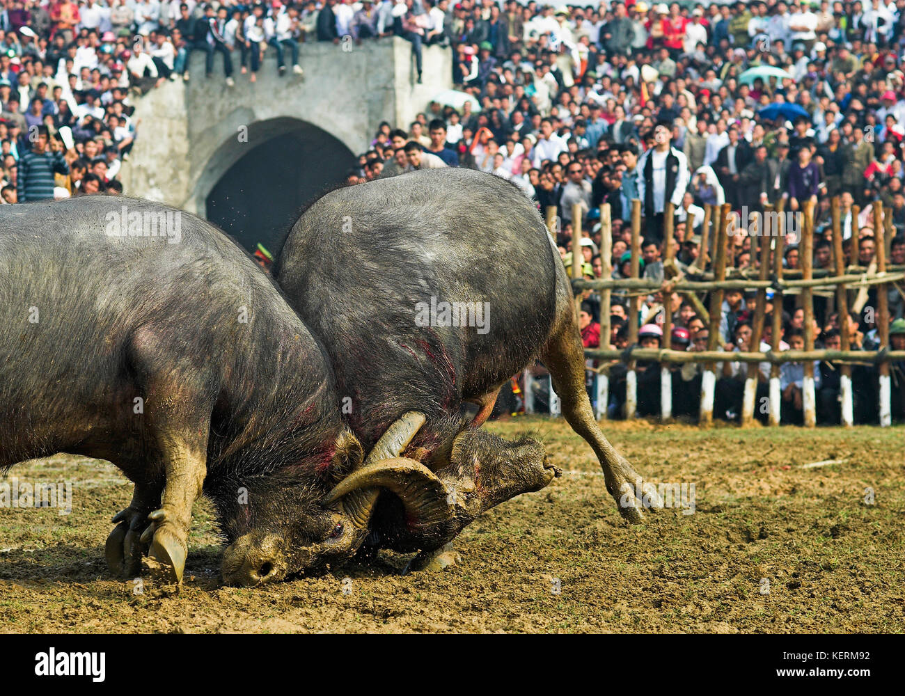Water buffalo fighting traditional festival in North Vietnam Stock