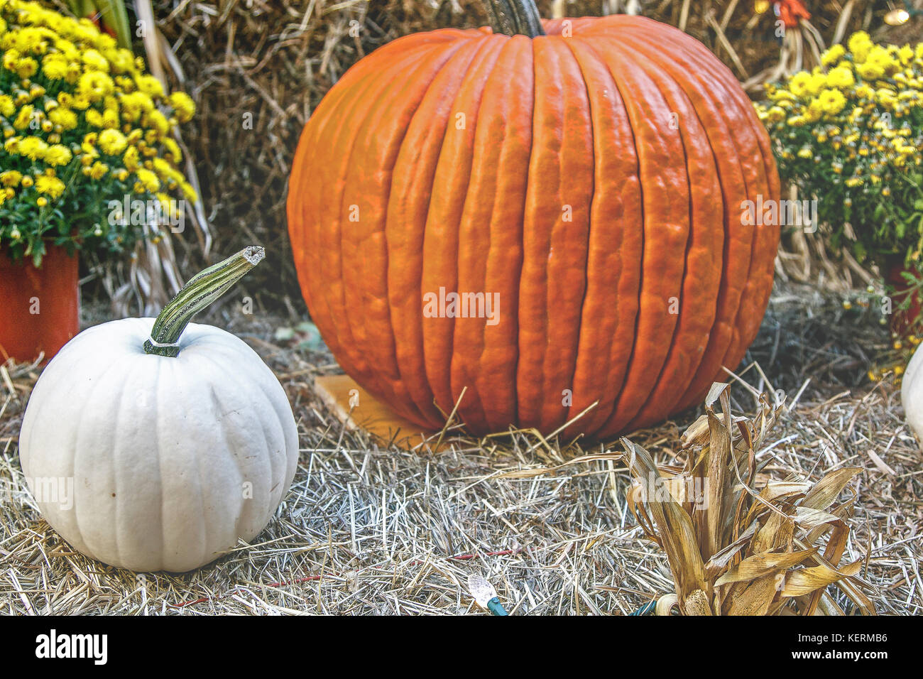Halloween decoration with pumpkins, hay and yellow flowers. Stock Photo