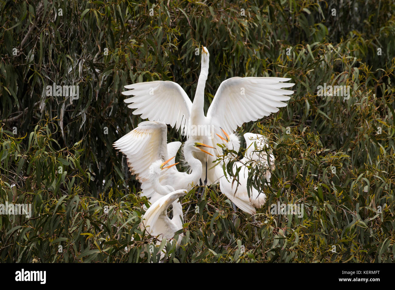Great egrets compete for food in their nest Stock Photo
