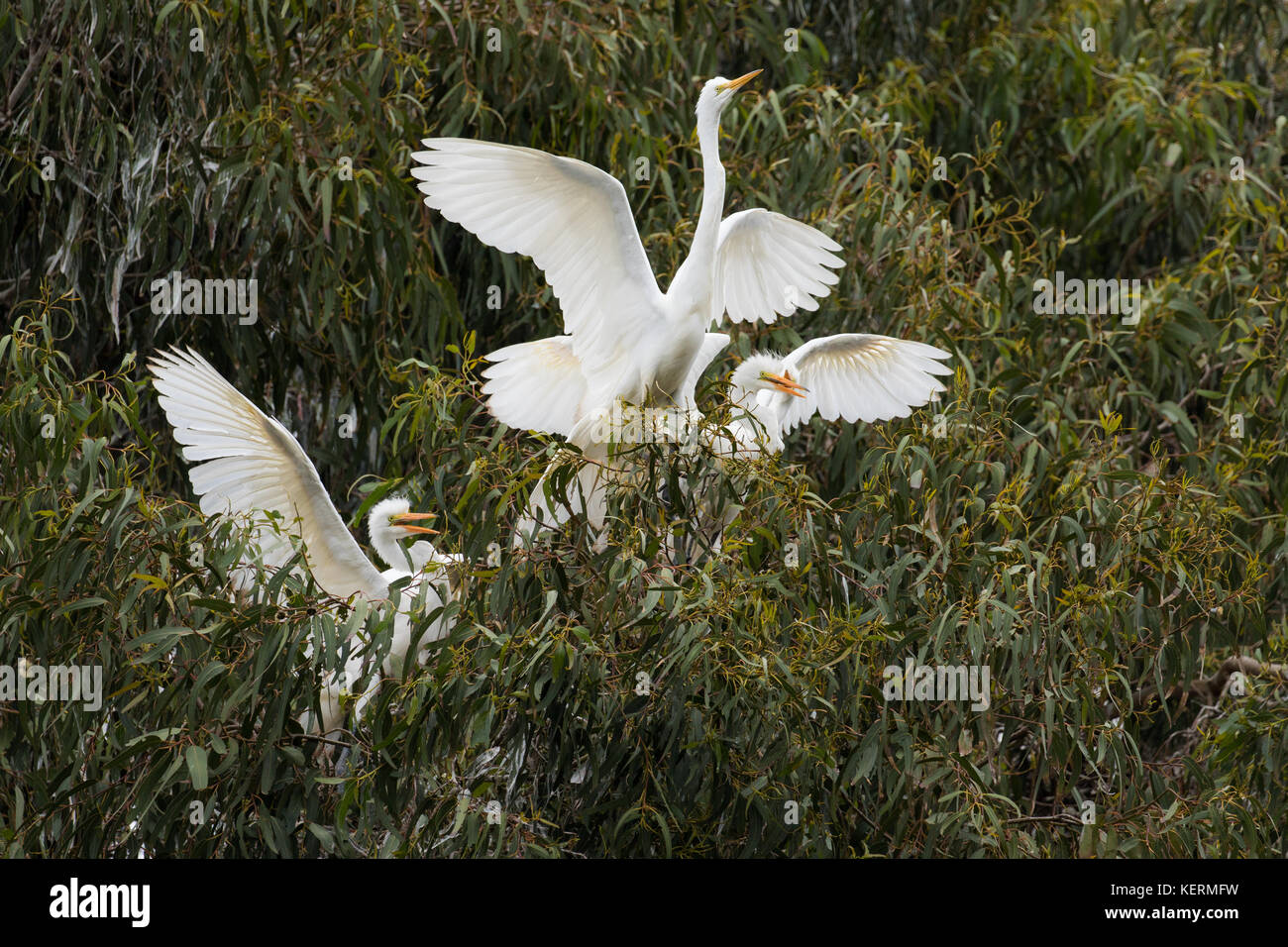 Great egrets compete for food in their nest Stock Photo