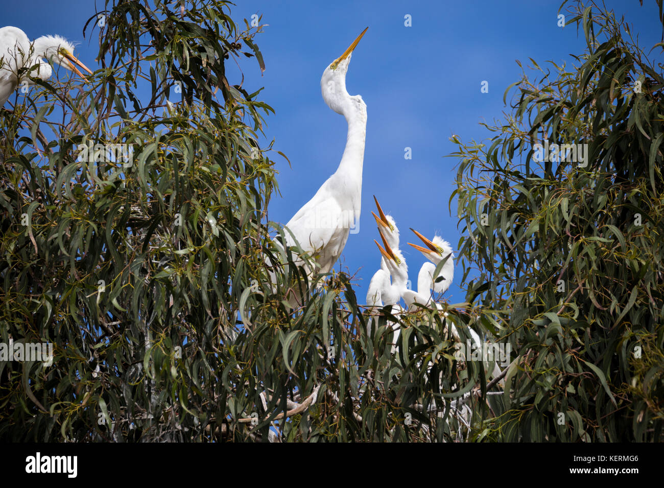 Great egret parent feeding nestlings in the Laguna de Santa Rosa, California Stock Photo