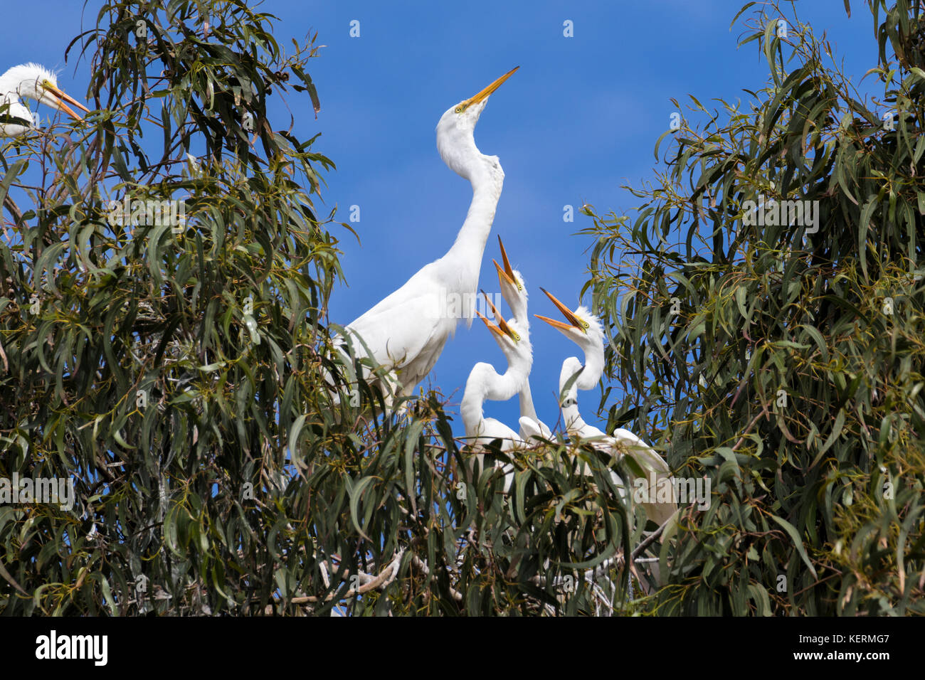 Great egret parent feeding nestlings in the Laguna de Santa Rosa, California Stock Photo