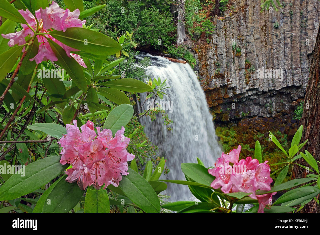 Wild rhododendrons blooming beside waterfall in the Umpqua National forest of Douglas County, Oregon, USA Stock Photo