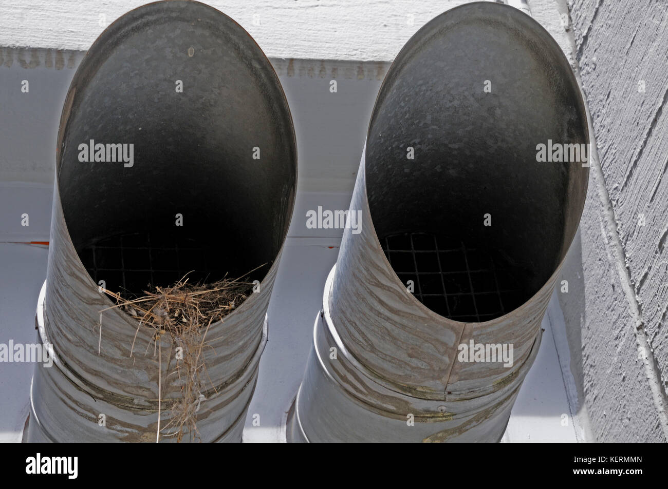 View of Ventilation pipe bird hi-res stock photography and images - Alamy